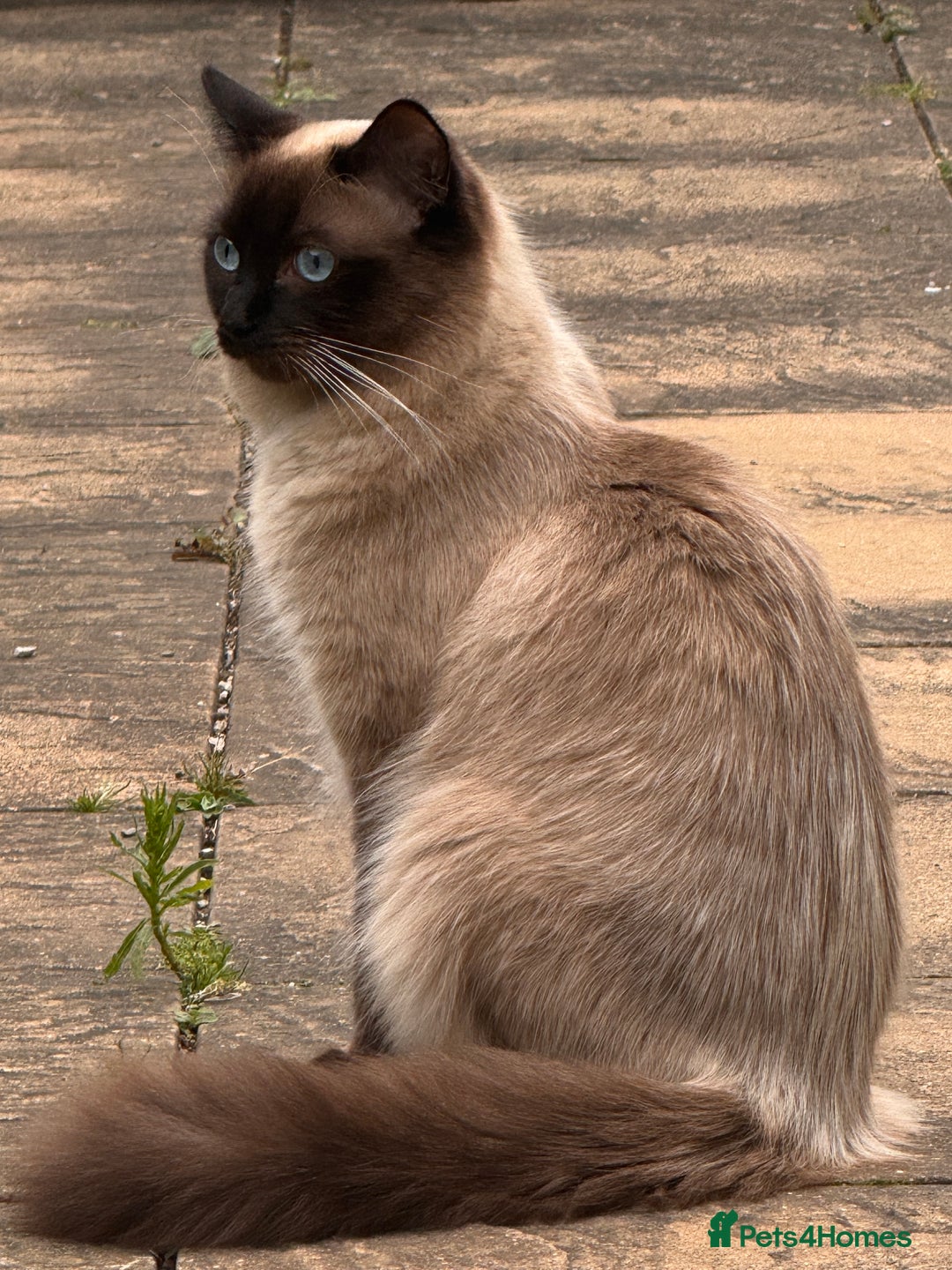Ragdoll cats for sale: Ragdoll boy - Image 4