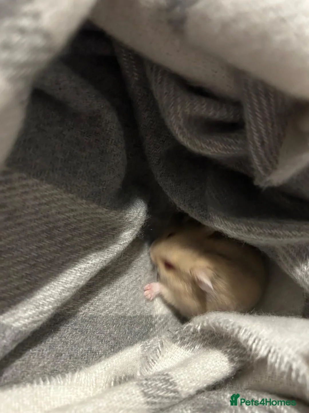 Hamster rodents for sale: Albino Hamster in Coventry - Advert 4