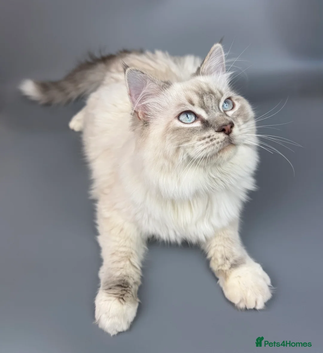 Ragdoll cats for sale: BONDED RAGDOLL BROTHERS - HEALTH TESTED PARENTS - Advert 22
