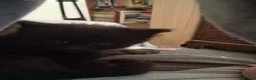 British Longhair cats for sale: Lovely kittens for sale in Bracknell - Advert 6