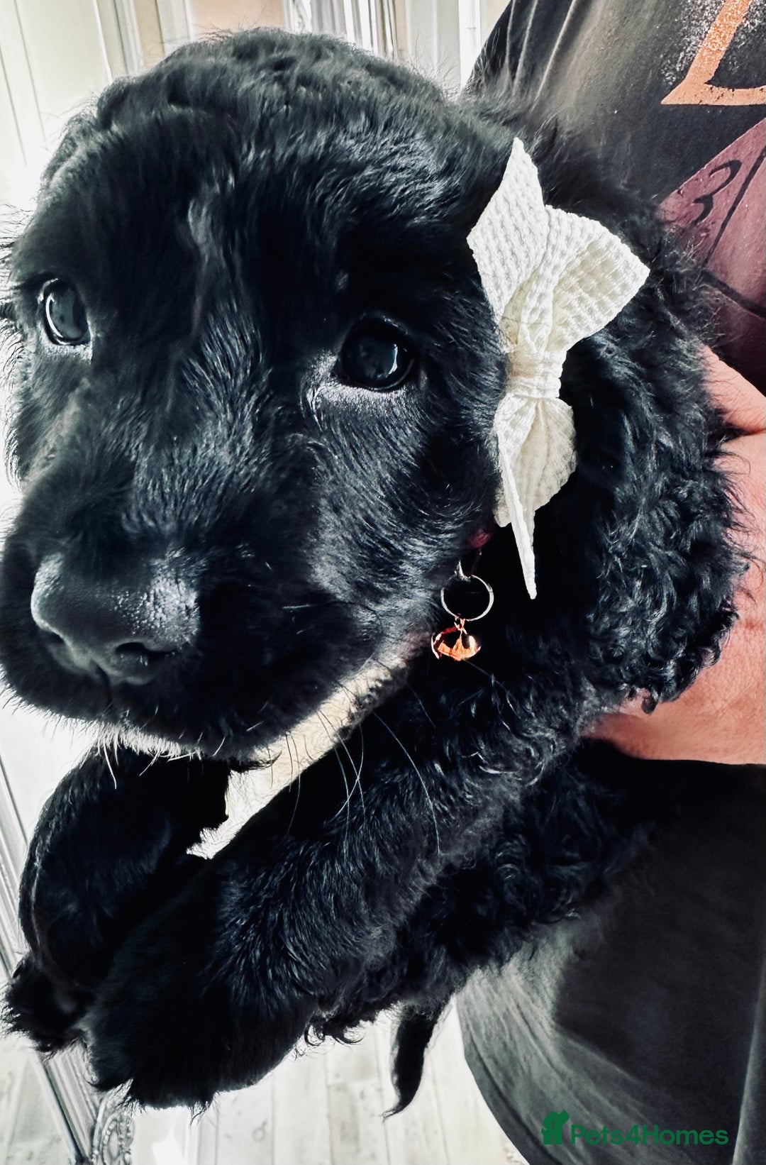 Mixed Breed dogs for sale: Beautiful Sproodle puppies stunning  - Image 18