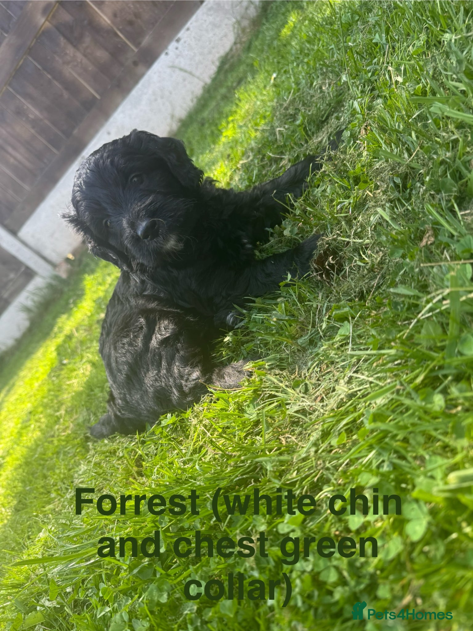 Mini Goldendoodle dogs F1 Miniature Goldendoodles   - Advert 2