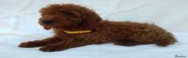 Miniature Poodle 3
