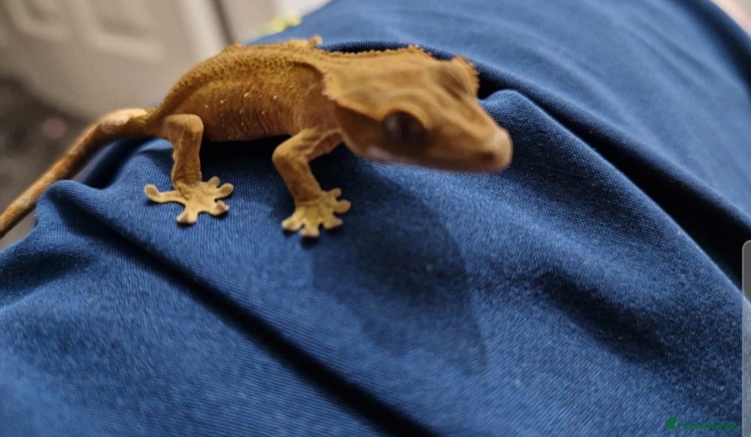 Gecko reptiles for sale: X2 Crested Gecko Babies still available 2/10/25 - Image 3