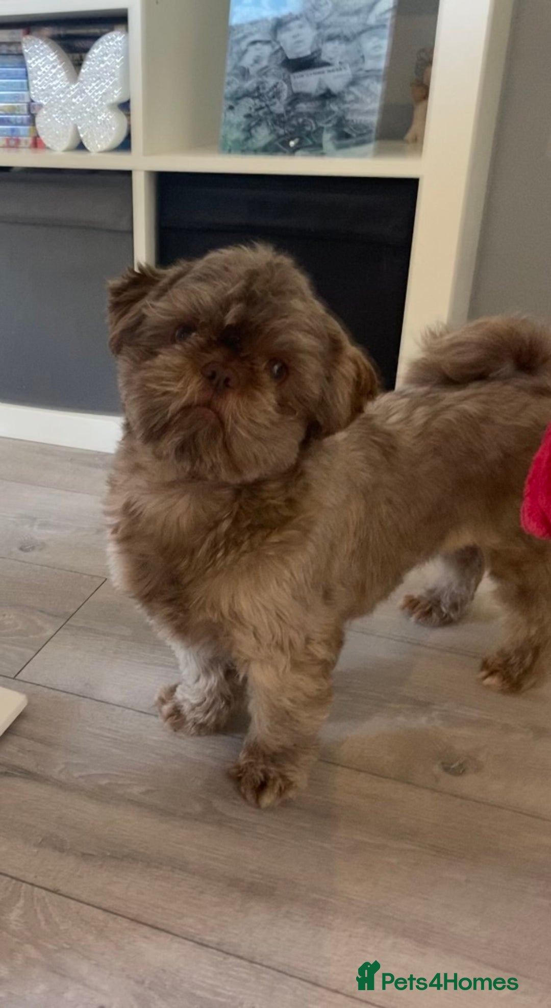 Shih Tzu dogs for stud: Patrick imperial shih tzu stud  - Advert 2