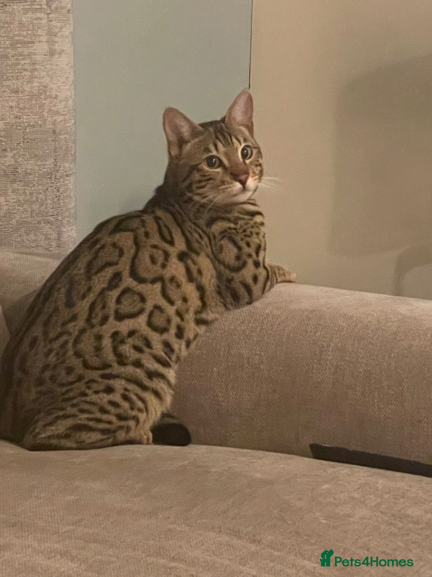Bengal cats Stunning Bengal cat  - Advert 8