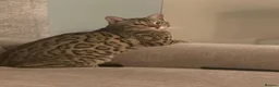 Bengal cats for sale: Stunning Bengal cat  in Birmingham - Advert 1