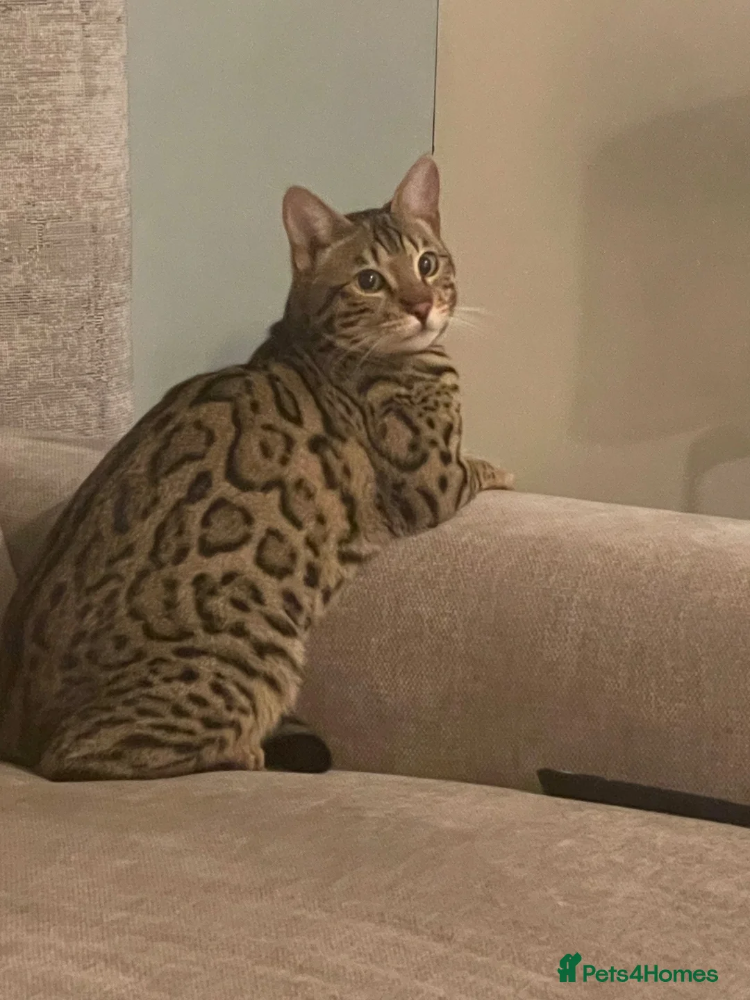 Bengal cats for sale: Stunning Bengal cat  in Birmingham - Advert 1