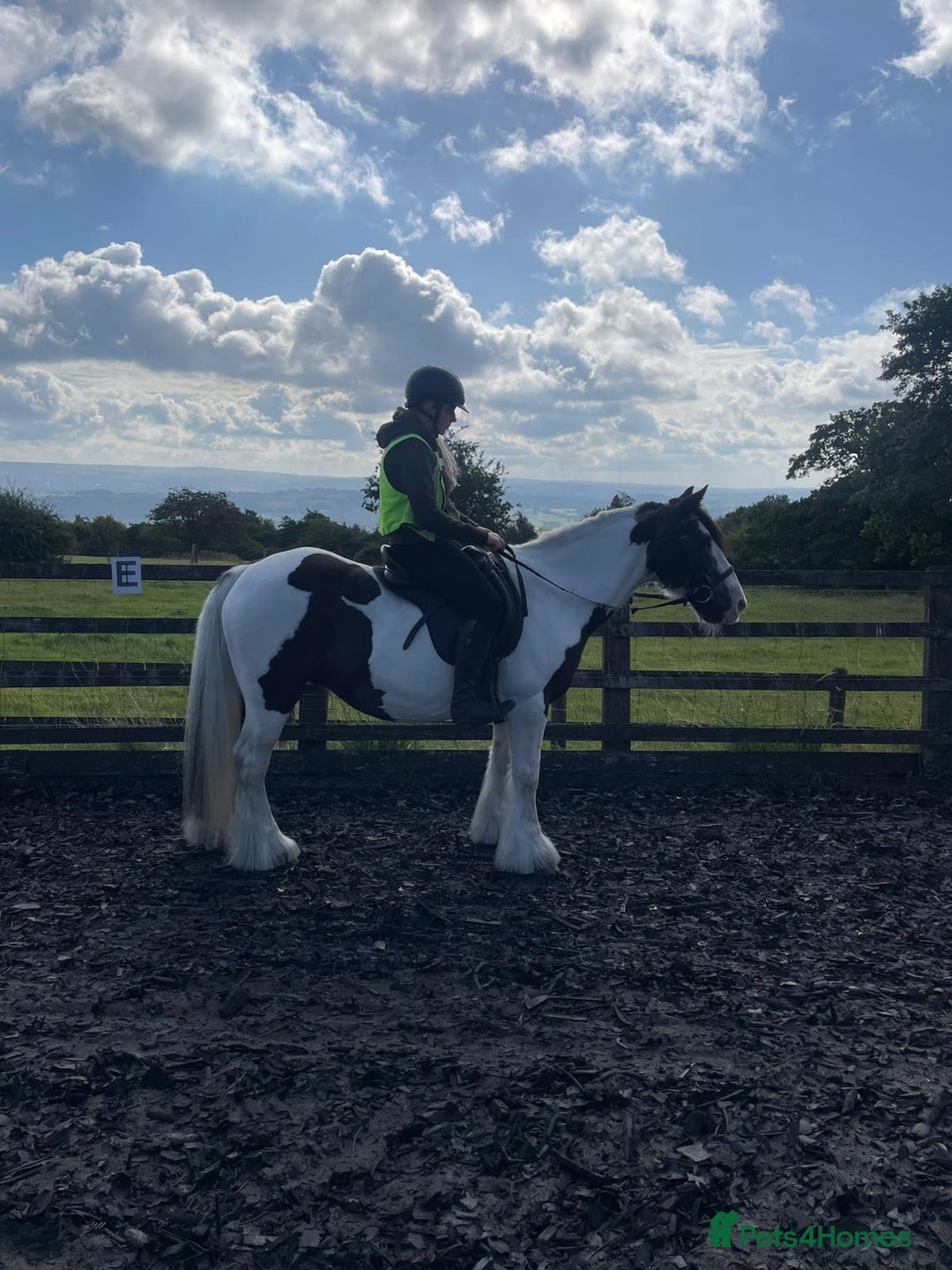 Irish Cob horses for sale: Happy hacker/ companion pony - Image 3