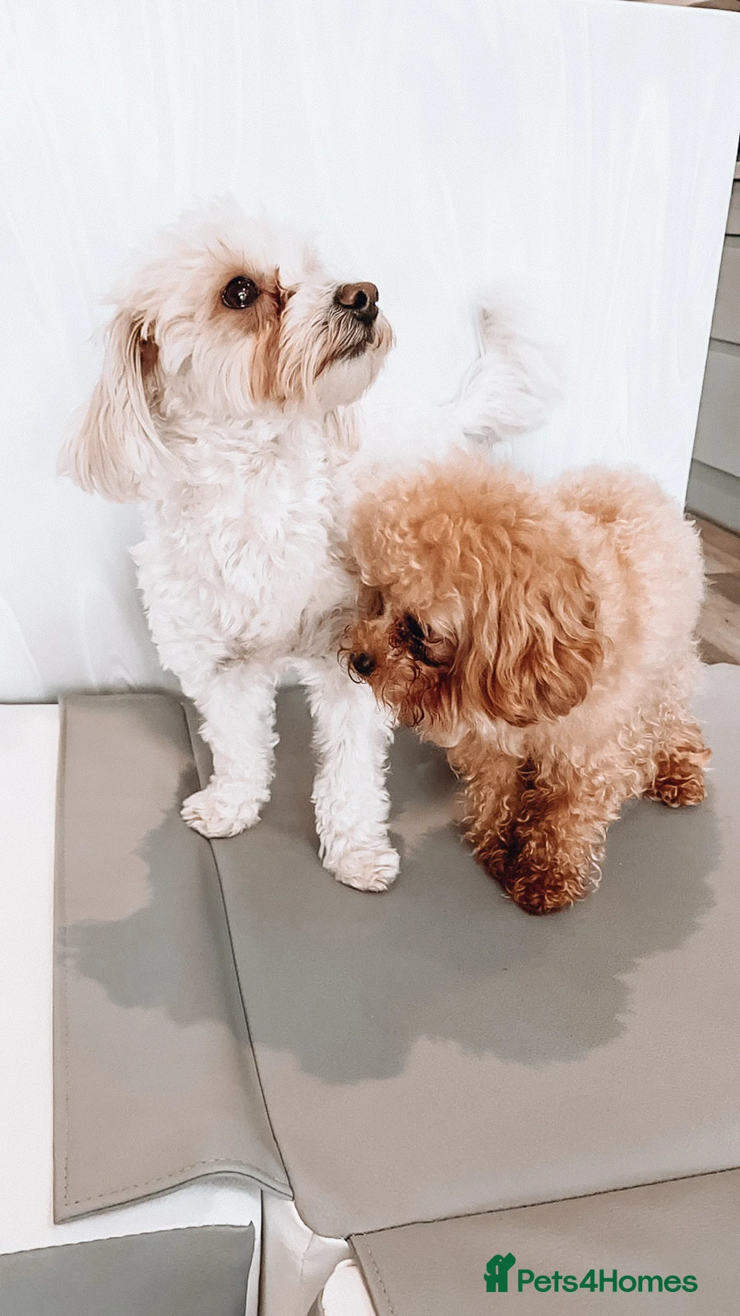 Toy Poodle dogs for stud:  **  Asian KC Toy Poodle for Stud DNA tested in Rickmansworth - Advert 28