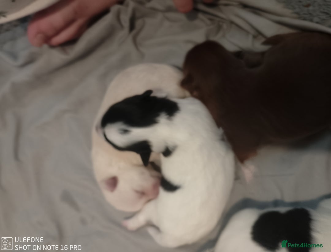 Mixed Breed dogs for sale: Jack Russel x Pomeranian  - Image 2