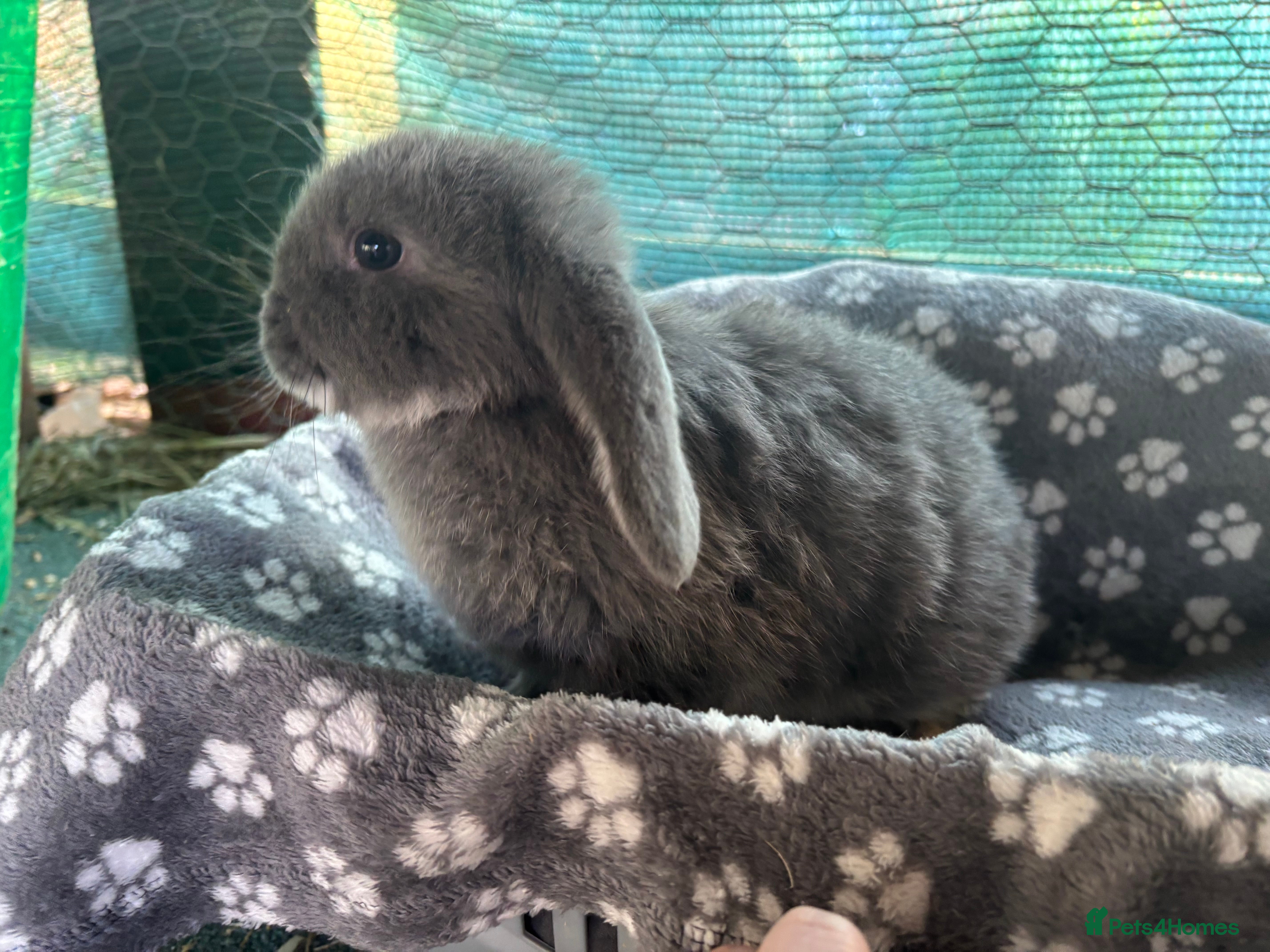 French Lop rabbits 1 boy french lop  - Advert 14