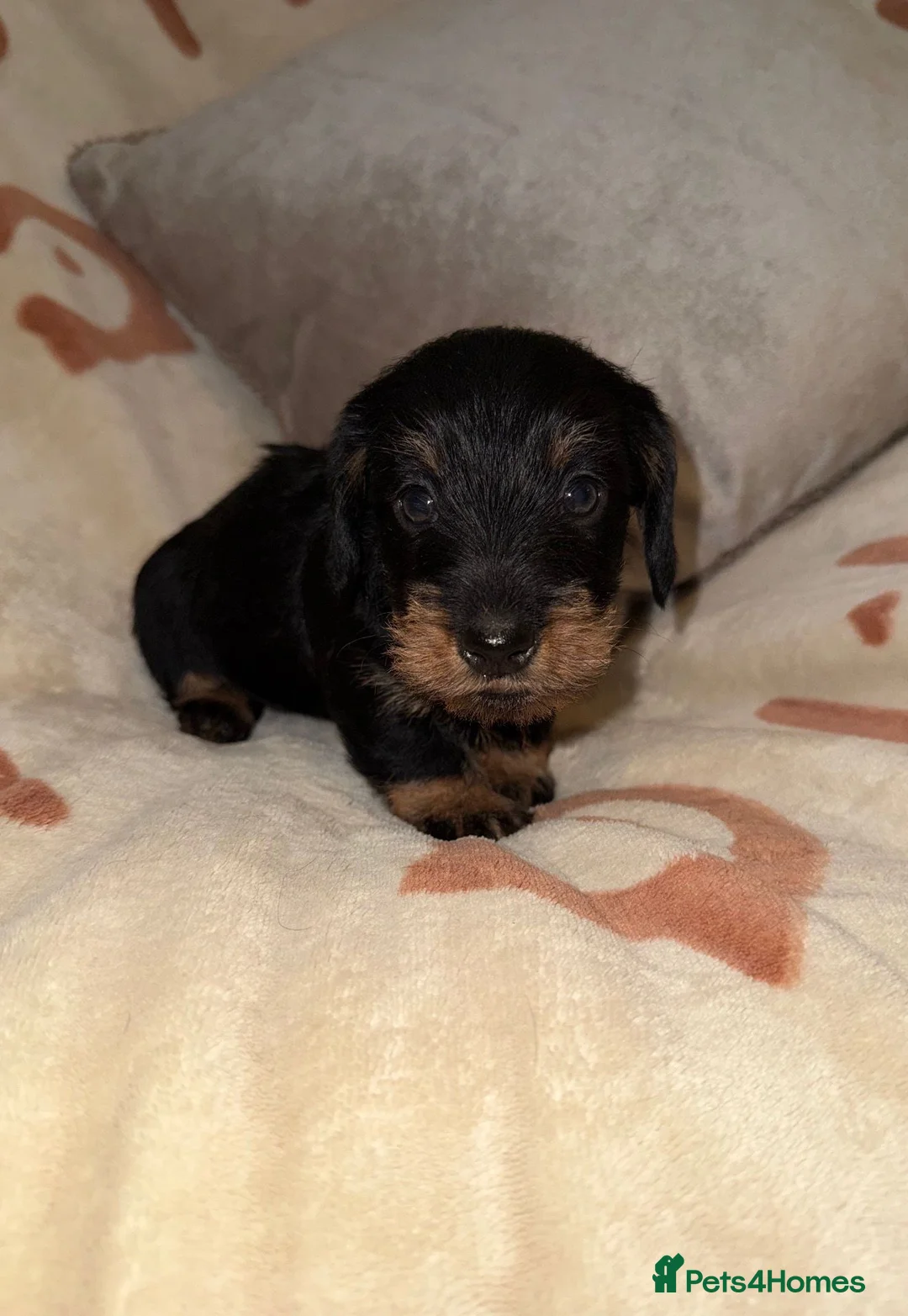 Miniature Dachshund dogs for sale: 🩷Beautiful Mini Wire Haired Dachshund Puppies🧡 - Advert 2
