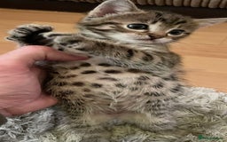 Savannah cats for sale: Savannah/Maine Coon Kittens Excellent Temperament - Image 16