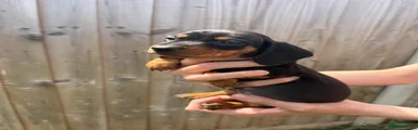 Miniature Dachshund Puppy 1