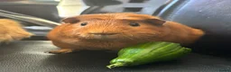 Guinea Pig rodents for sale: Male Guinea pig  in Herne Bay - Advert 3