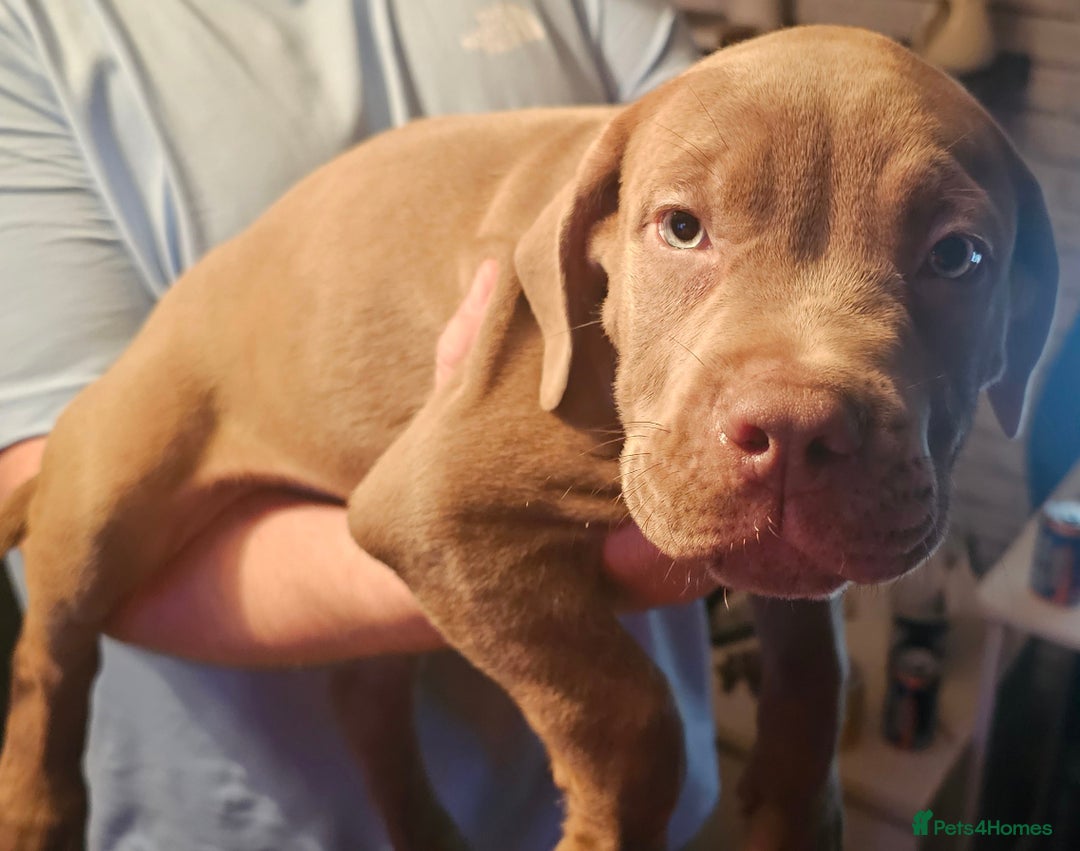 Mastiff dogs for sale: Mastiff Hybrids  - Image 21