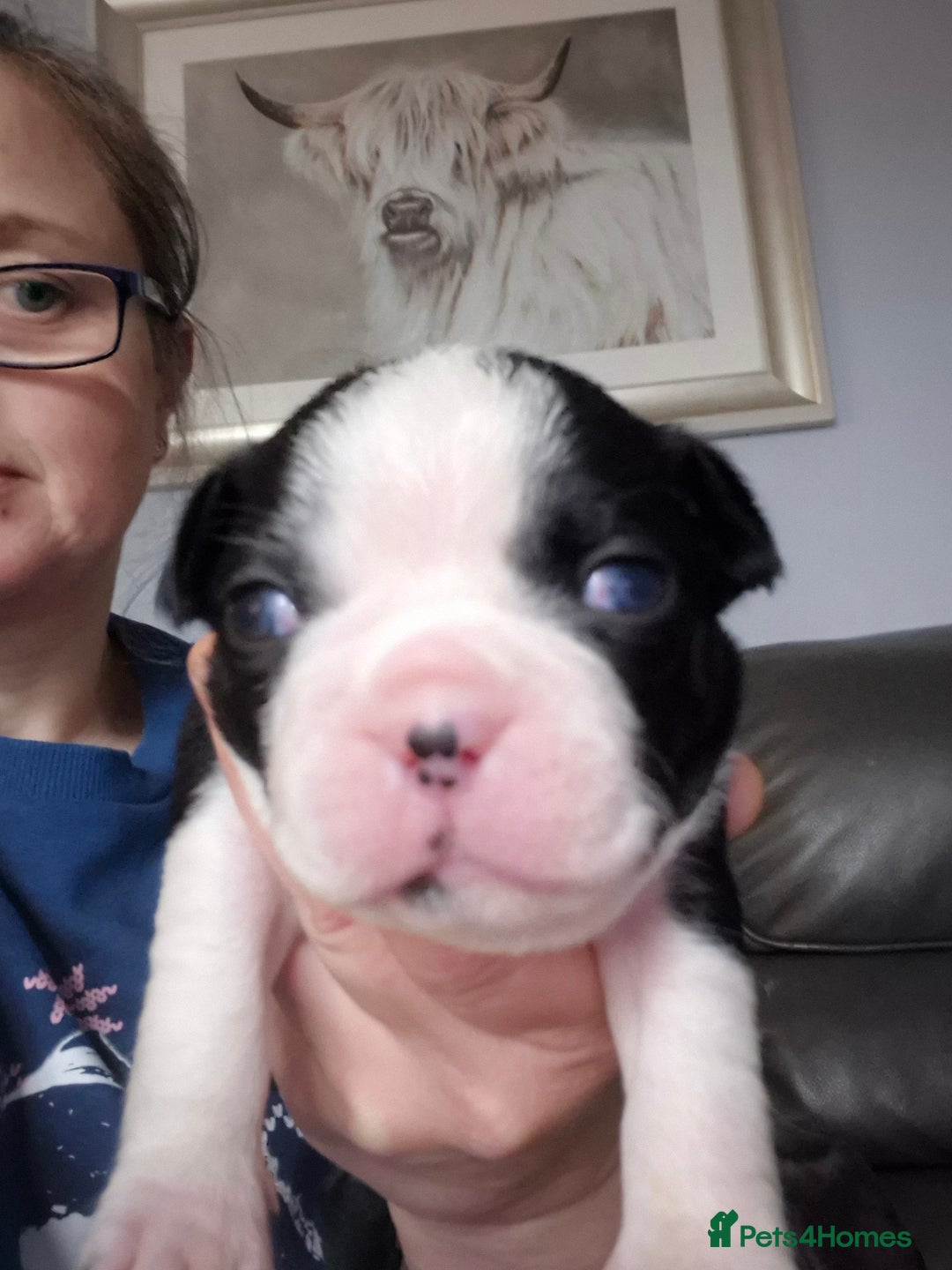 Boston Terrier dogs for sale: Gorgeous chunky Boston terrier pups - Advert 34