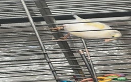 Canaries birds for sale: 10 canary birds for sale  - Image 2