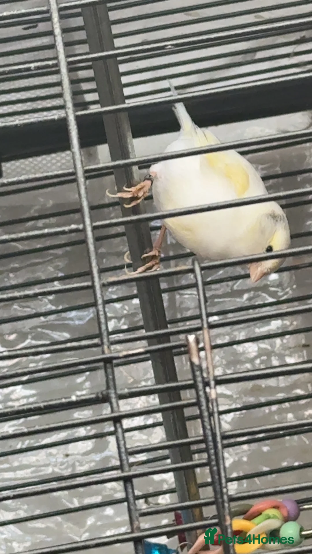 Canaries birds for sale: 10 canary birds for sale  - Advert 2