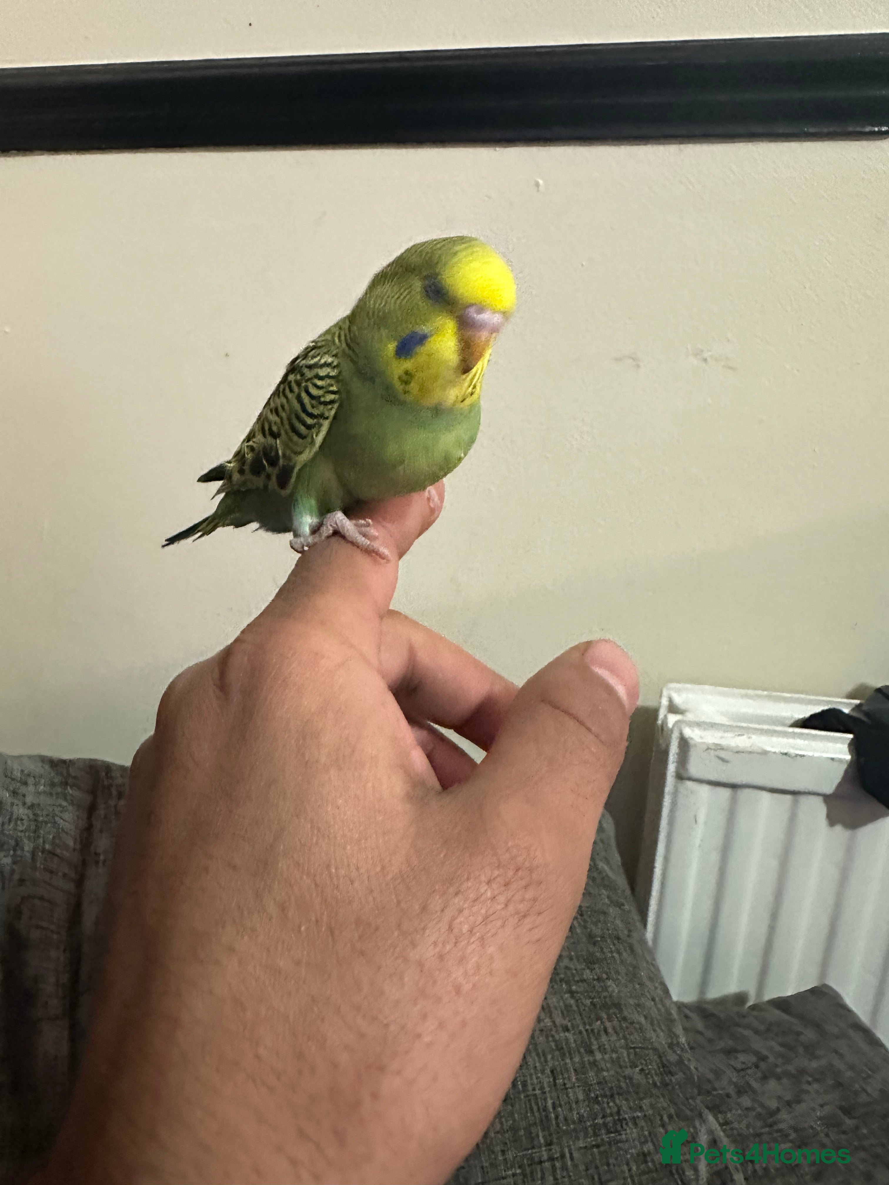 Budgerigars birds Baby budgies for sale £30 each collection mk404nn - Advert 12