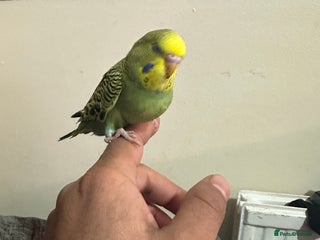 Budgerigars birds Baby budgies for sale £30 each collection mk404nn - Advert 12