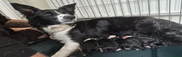 Border Collie dogs for sale: Border Collie puppies in Manchester - Advert 25