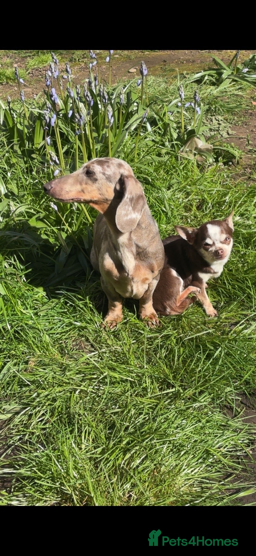 Dachshund dogs Mini dachshund  - Advert 1