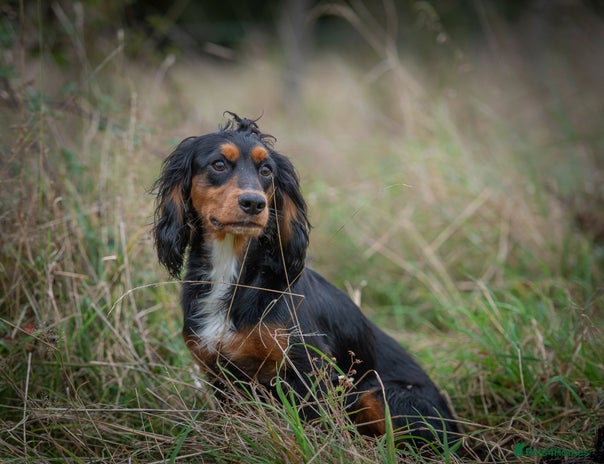 Cocker Spaniel dogs for stud in Orpington - Advert 2