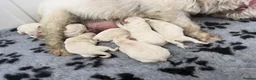 West Highland Terrier dogs for sale: Beautiful otter of 9 Westie puppies  - Advert 12
