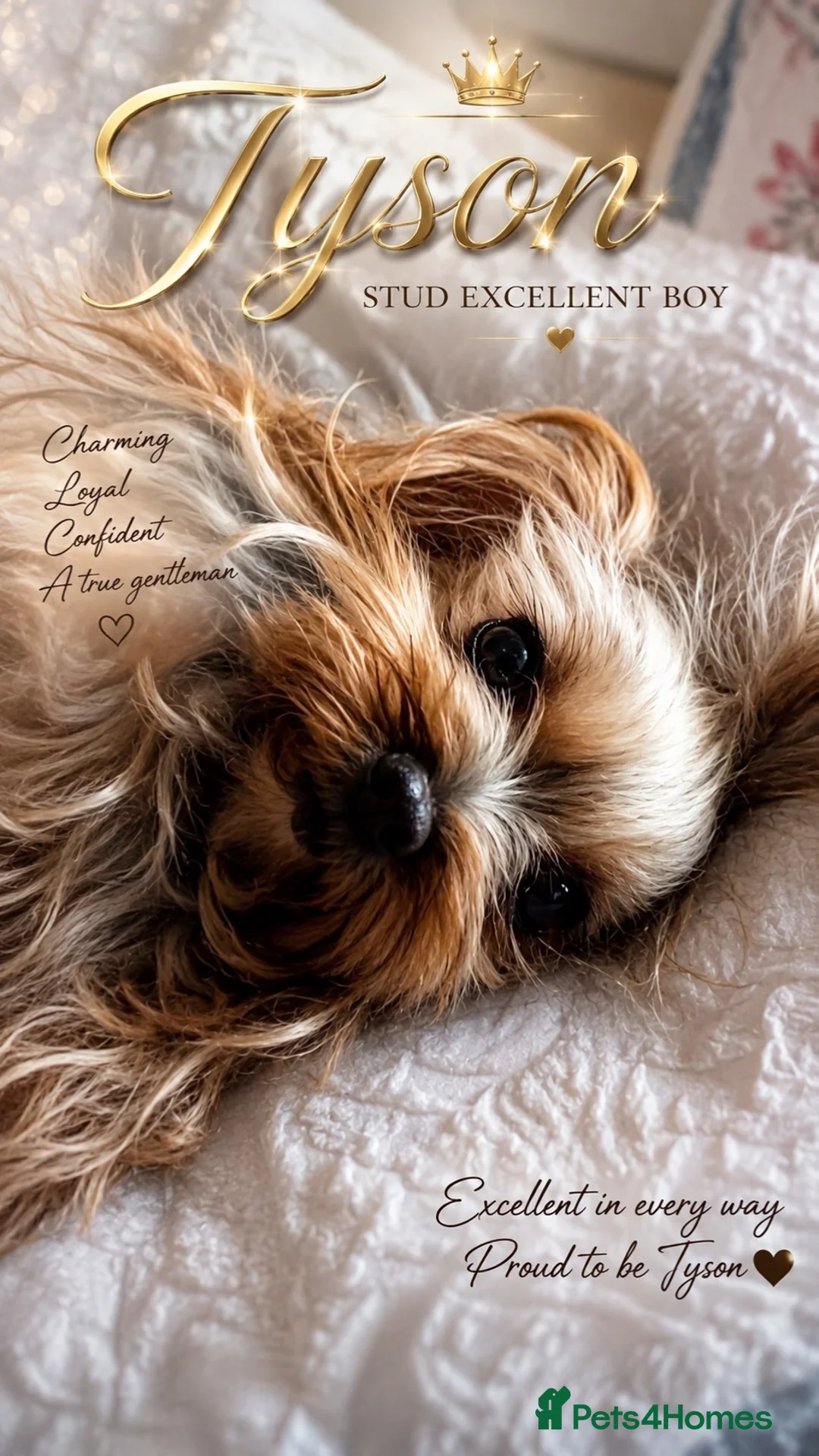 Yorkshire Terrier dogs for stud:  900grams !! The smallest cutest boy in Uk  - Advert 2