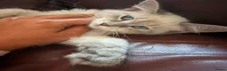 Siberian cats for sale: Pure Siberian Neva Masquerade  - Advert 2