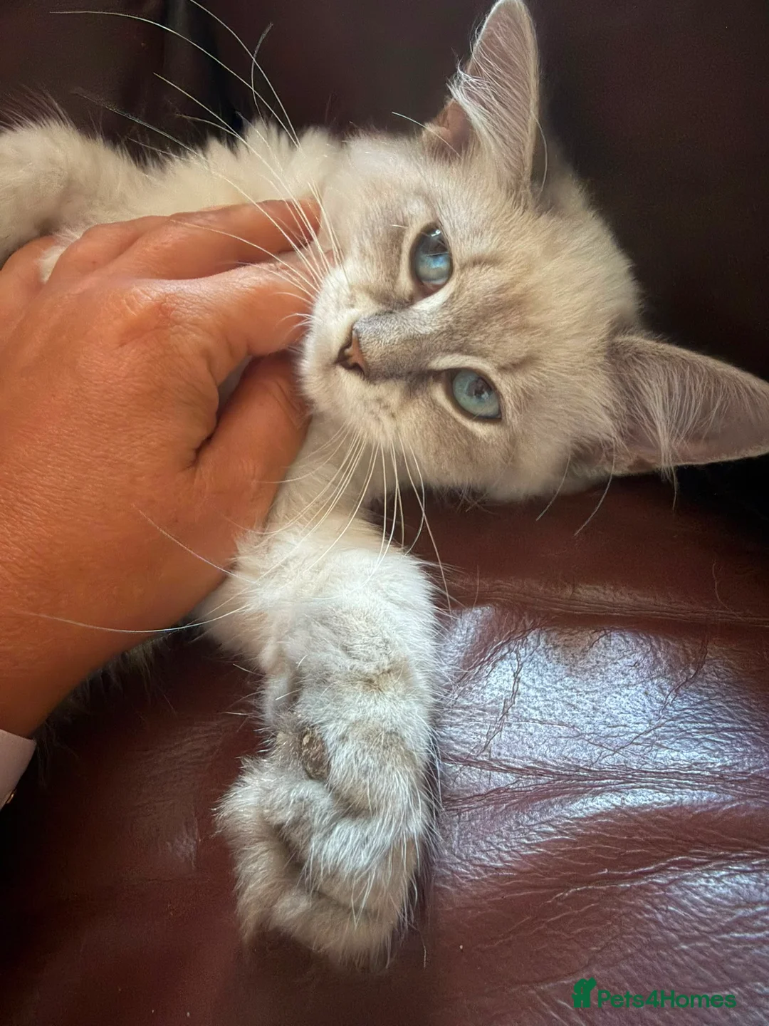 Siberian cats for sale: Pure Siberian Neva Masquerade  - Advert 2