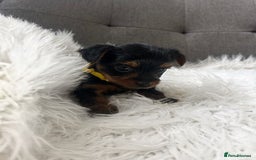 Yorkshire Terrier dogs for sale: Yorkshire Terrier puppies - Image 4