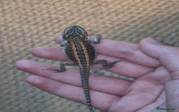 Bearded Dragon reptiles for sale: Bearded dragons  - Image 16