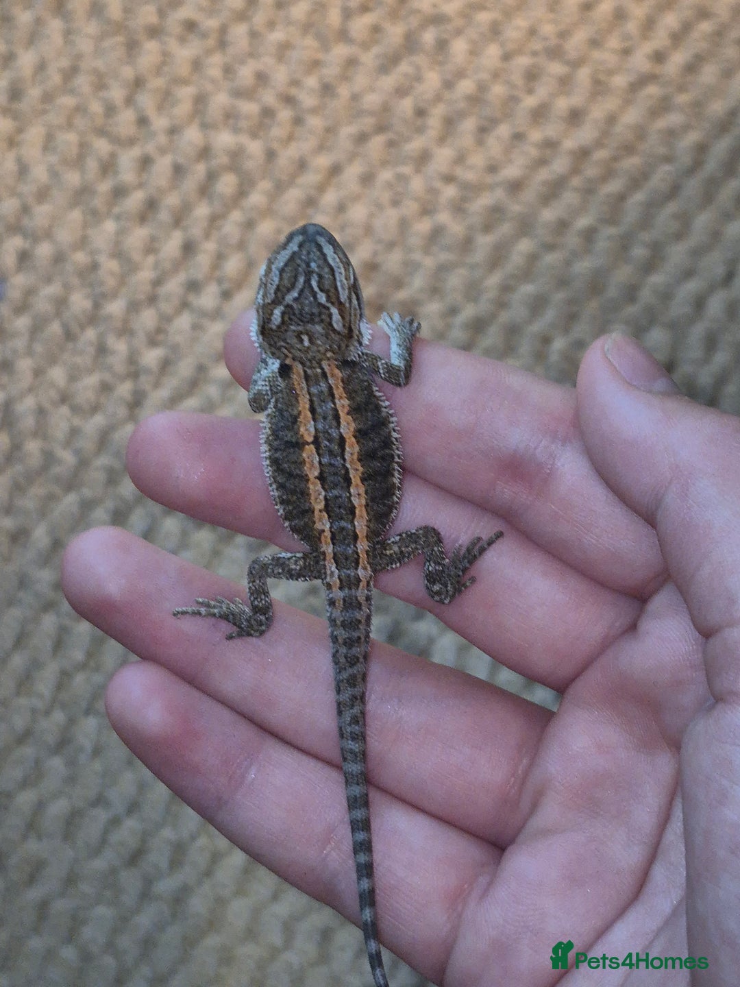 Bearded Dragon reptiles for sale: Bearded dragons  - Image 16