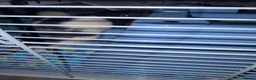 Rat rodents for sale: 4 male rats for adoption.(Cage included plus more) - Advert 9
