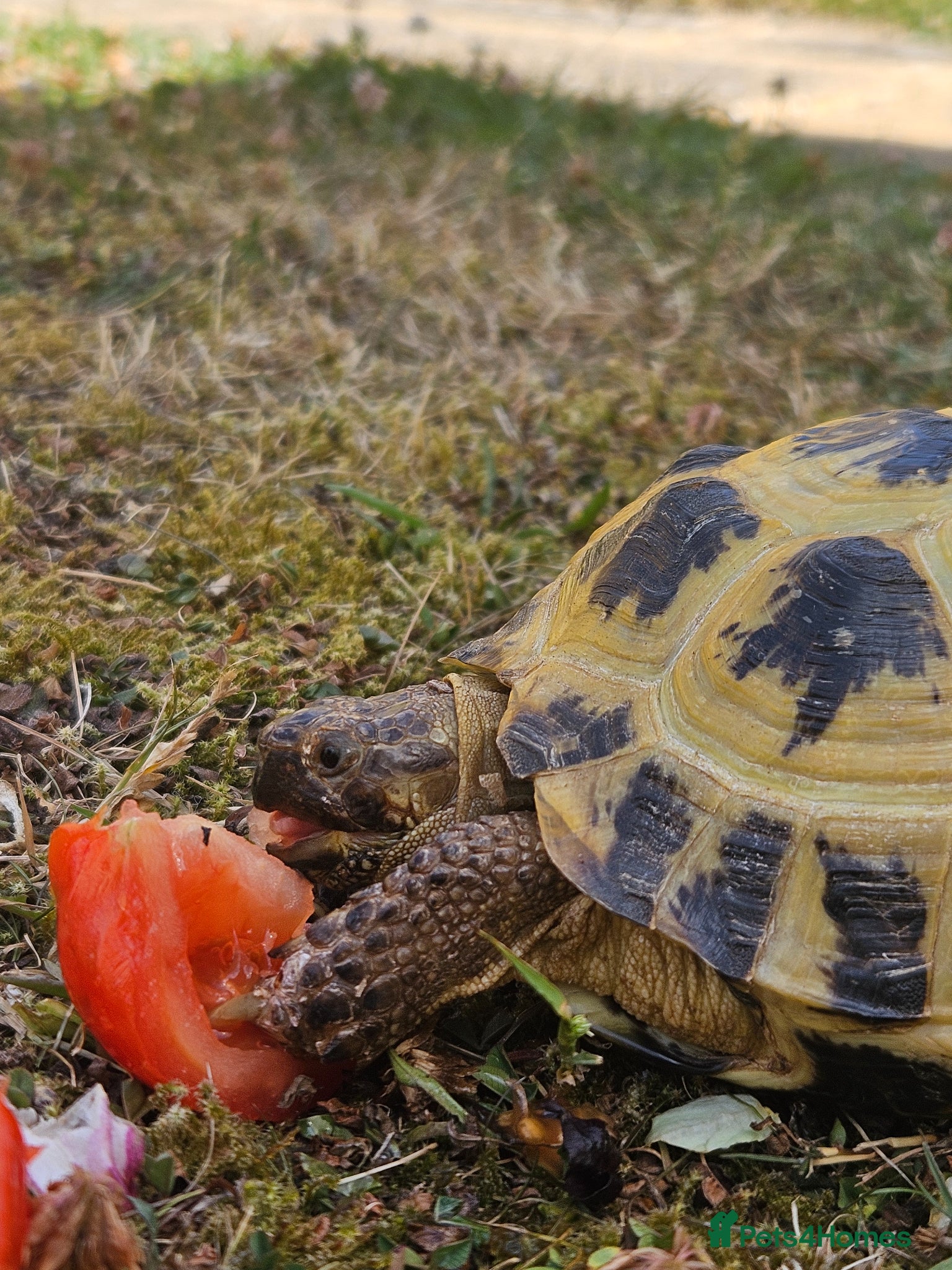 Tortoise reptiles Two horsefield tortoises -male and femal - Advert 2