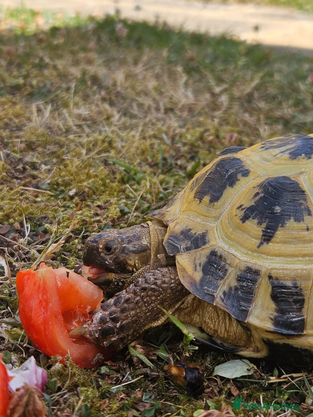 Tortoise reptiles for sale: Two horsefield tortoises -male and femal in Faversham - Advert 1