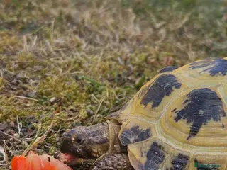 Tortoise reptiles Two horsefield tortoises -male and femal - Advert 13