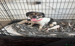 Dachshund dogs for sale: Dachshund X female  - Image 3