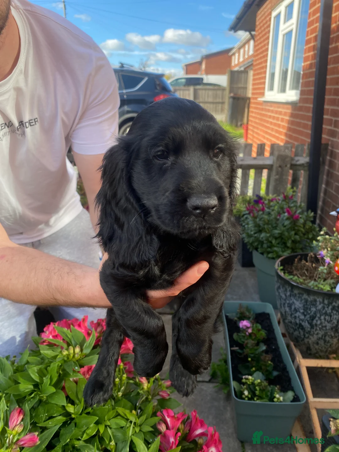 Sprocker dogs for sale: Sprocker x cocker spaniel  - Advert 2