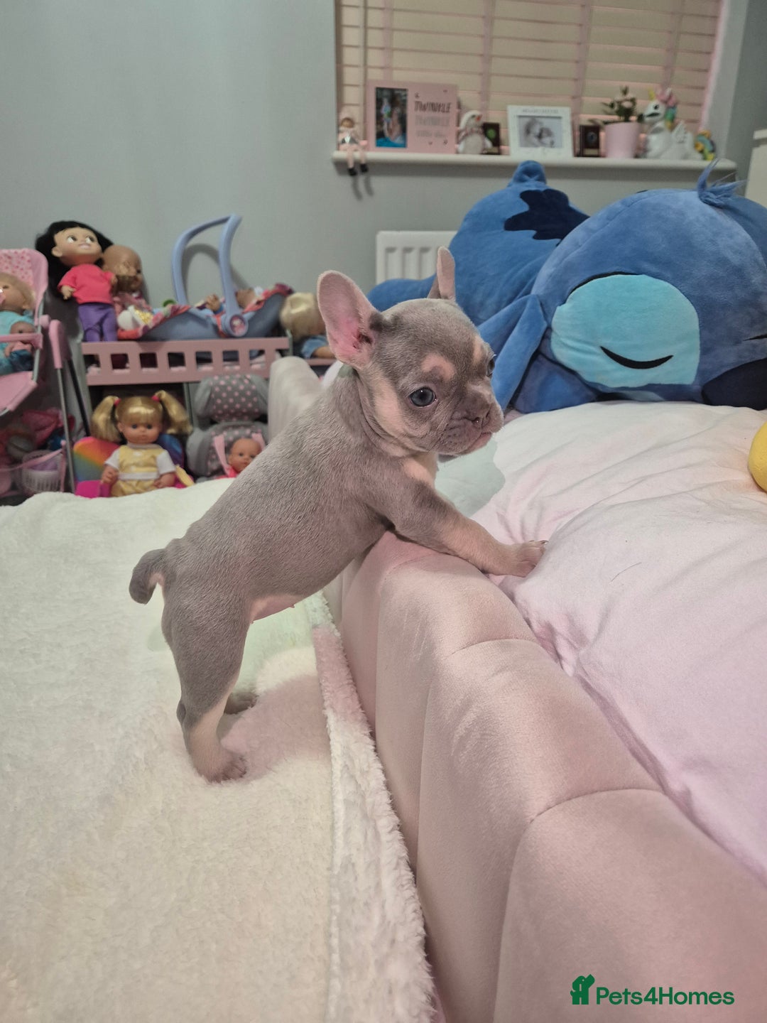 French Bulldog dogs for sale: Two Stunning Frenchie girl puppies left! - Advert 4