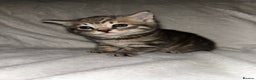 Savannah cats for sale: F4-F5+Savannah Kittens - Advert 12