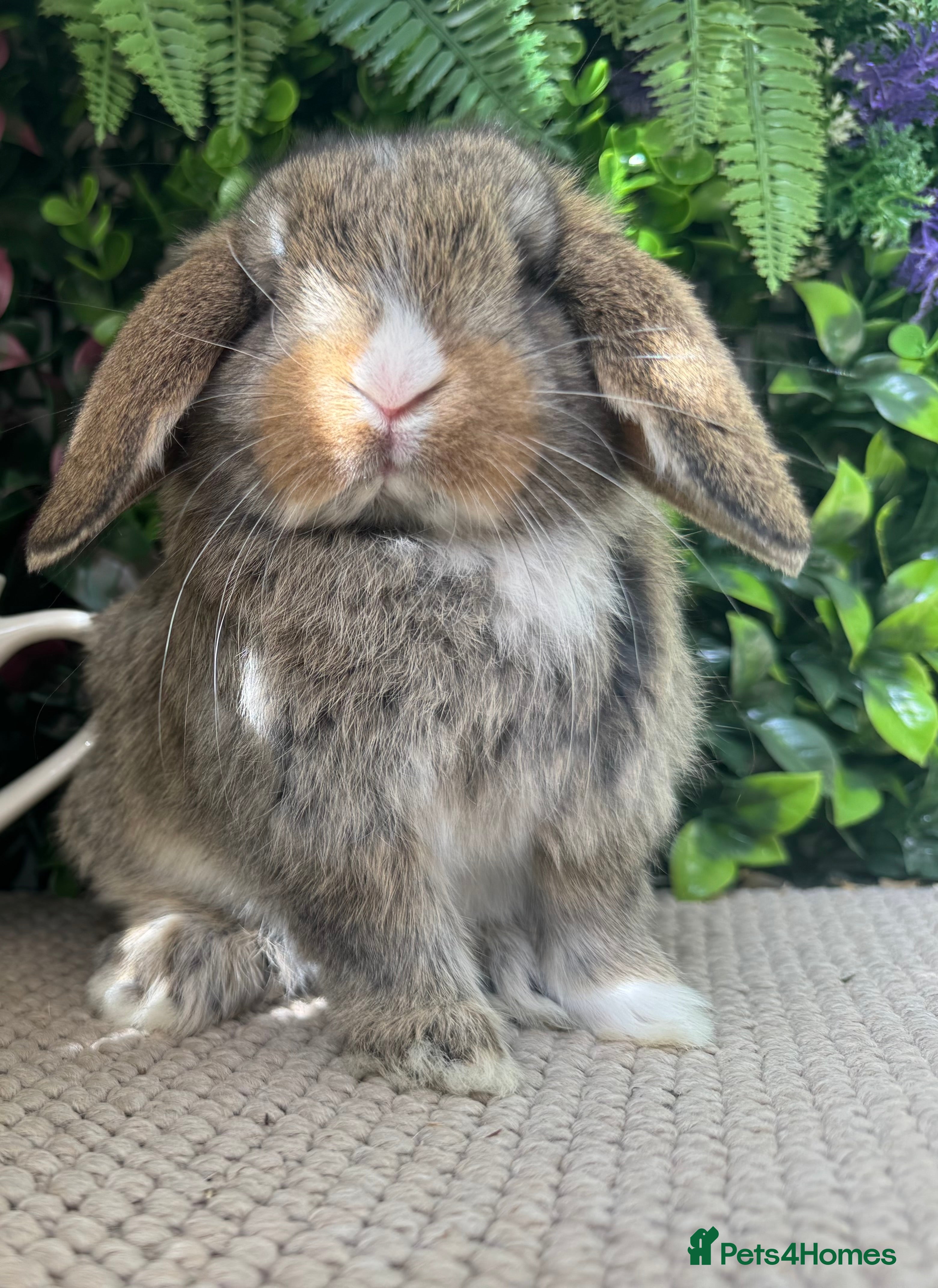 Mini Lop rabbits 3 pure bred mini lops  - Advert 2