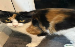 Mixed Breed cats for sale: 4 Loving Cats Seeking Forever Homes - Image 3