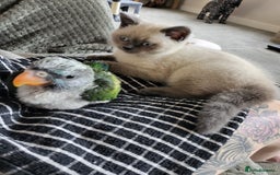 British Shorthair cats for sale: BSH FEMALE KITTEN - Image 8