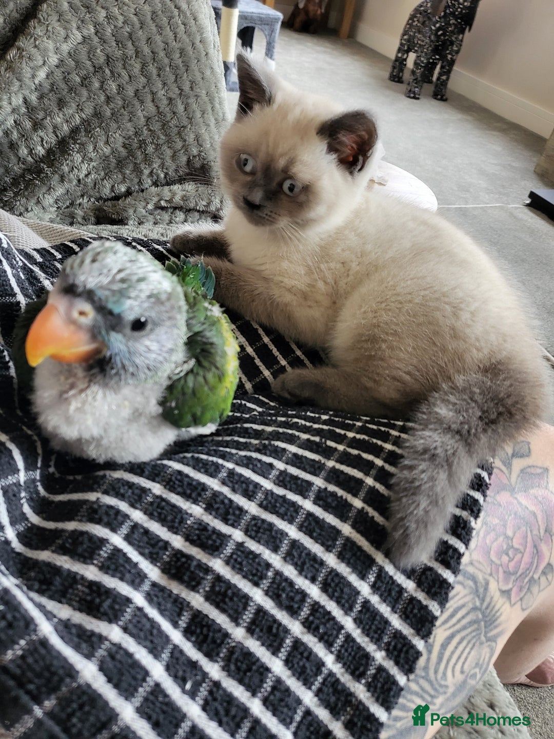 British Shorthair cats for sale: BSH FEMALE KITTEN - Image 8