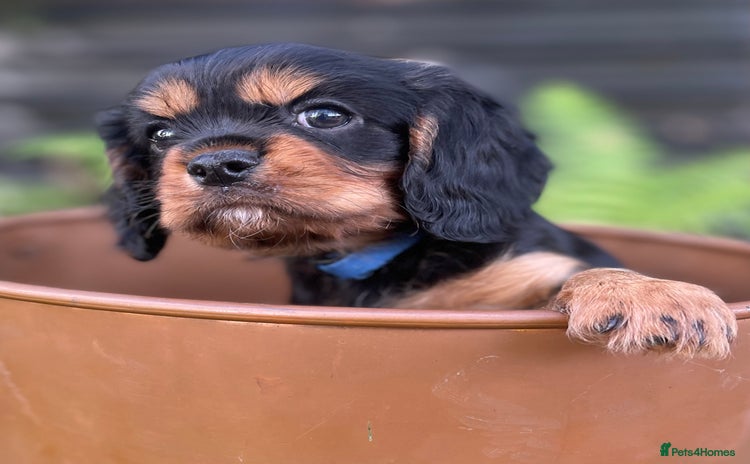 Cavalier King Charles Spaniel dogs - Advert 2
