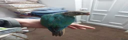 Conures birds for sale: Hand reared super tame conure  - Advert 3